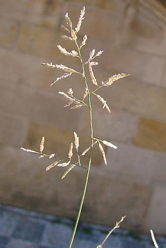 Eragrostis minor