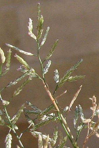 Eragrostis minor