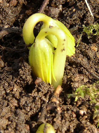 Eranthis hyemalis