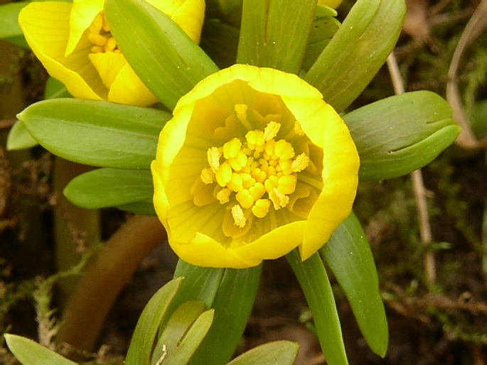 ERANTHIS HYEMALIS (L.) Salisb. – talovín zimní / tavolín zimný