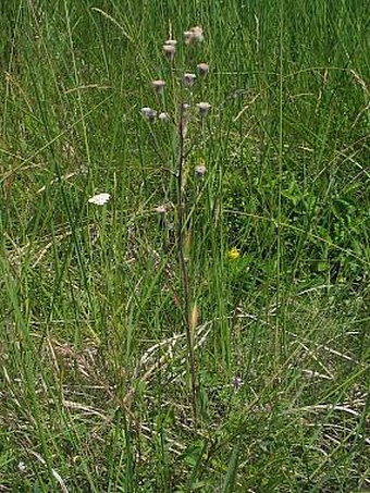 Erigeron acris