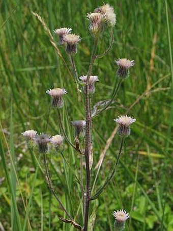 Erigeron acris