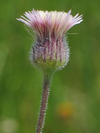 Erigeron acris