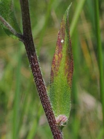 Erigeron acris