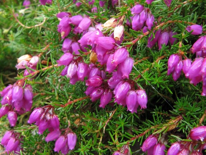 Erica cinerea