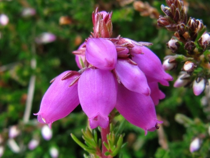 Erica cinerea