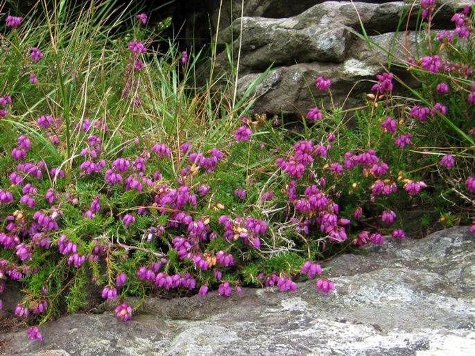 Erica cinerea