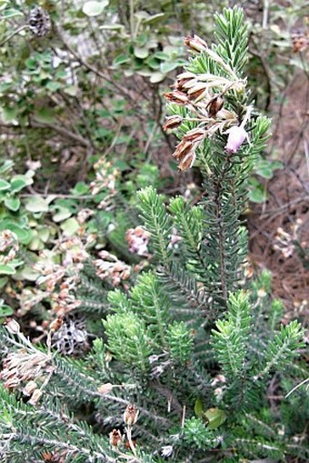 Erica sicula subsp. libanotica