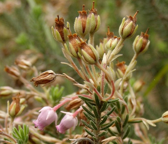 Erica sicula subsp. libanotica