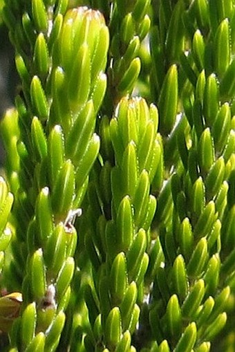 Erica reunionensis