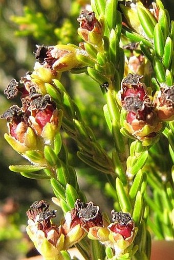 Erica reunionensis