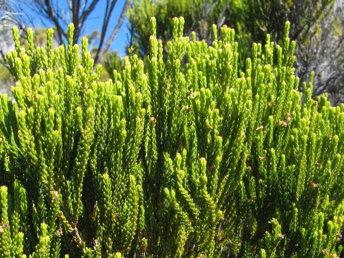 Erica reunionensis