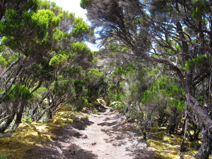 Erica reunionensis