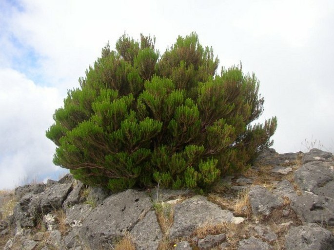 Erica platycodon subsp. maderincola