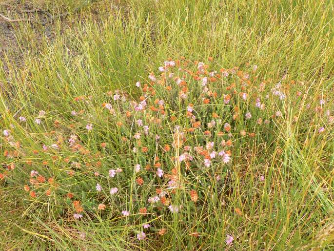 Erica tetralix