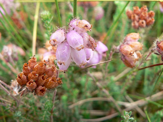 Erica tetralix