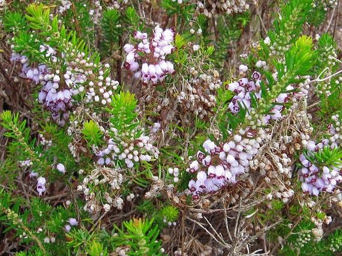 Erica vagans