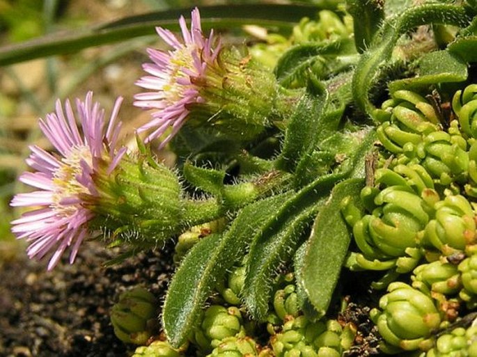 Erigeron alpinus