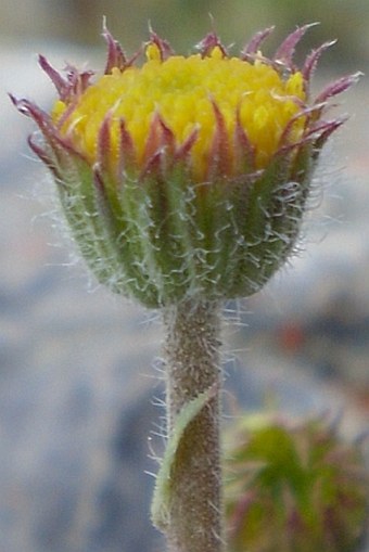 Erigeron compositus