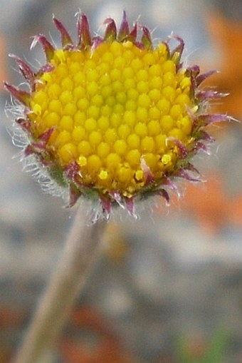 Erigeron compositus