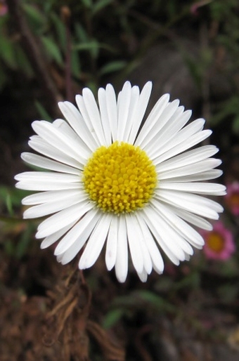 Erigeron karvinskianus