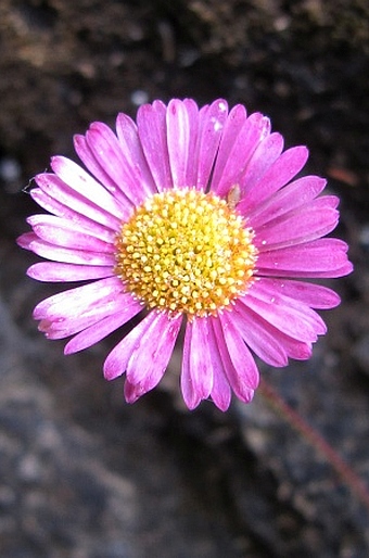 Erigeron karvinskianus