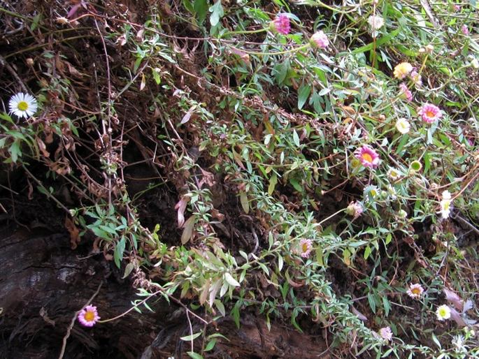 Erigeron karvinskianus