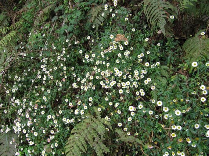 Erigeron karvinskianus