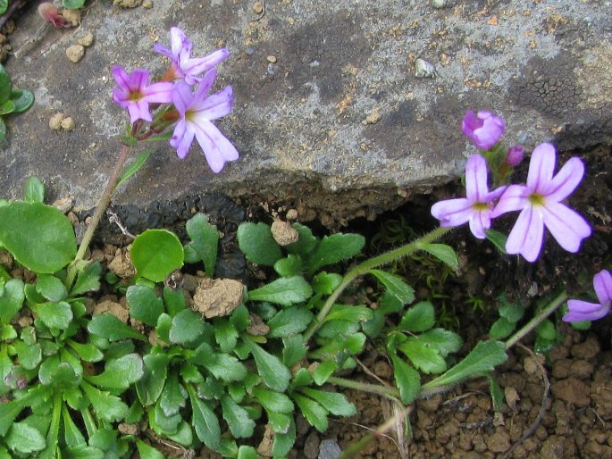 Erinus alpinus