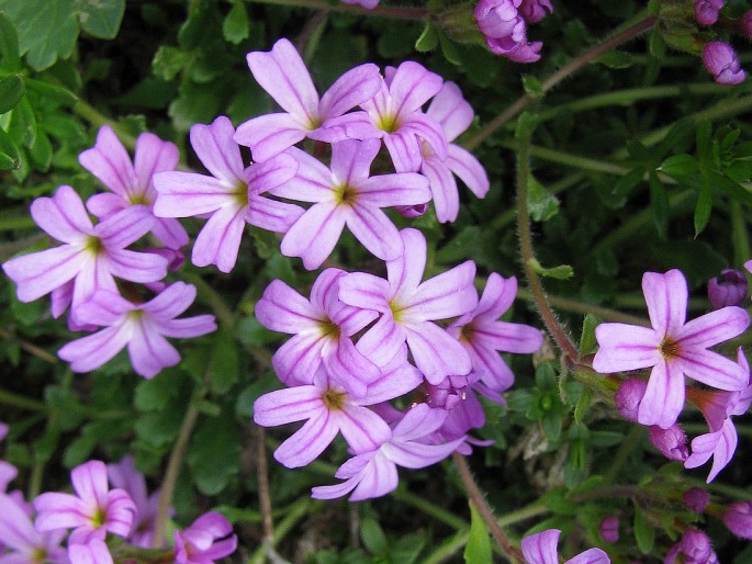 ERINUS ALPINUS L. – nemléč alpský