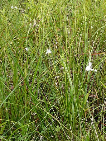 Eriophorum gracile