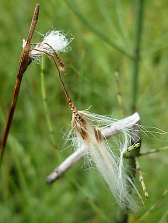 Eriophorum gracile