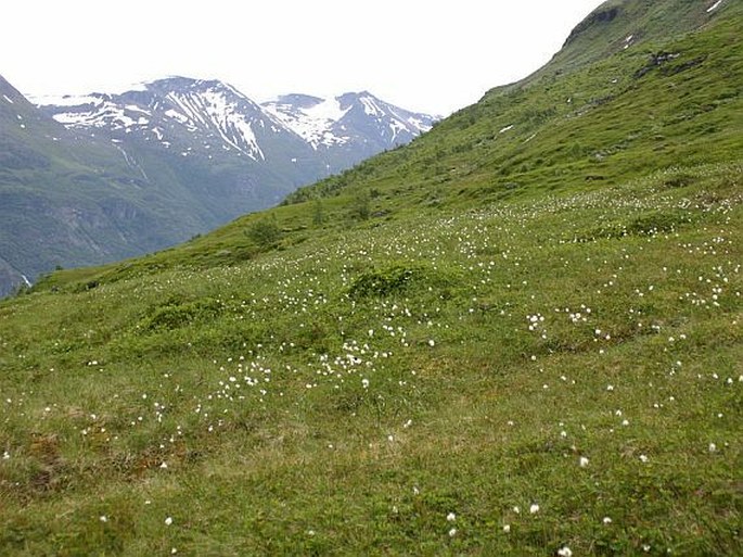 Eriophorum scheuchzeri