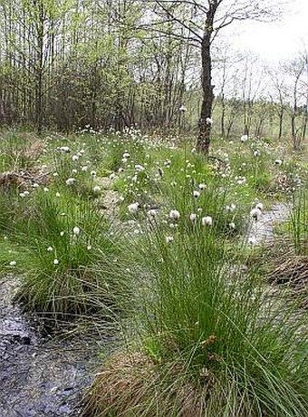 Eriophorum vaginatum