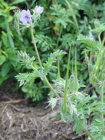 Erodium ciconium