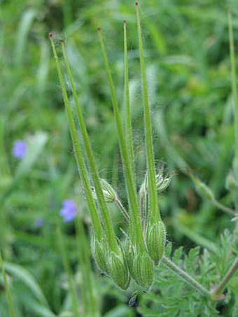 Erodium ciconium