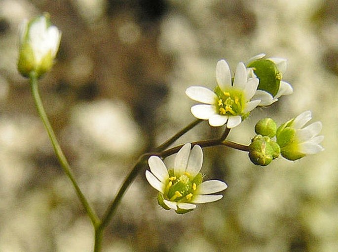 Erophila spathulata