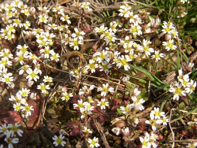 Erophila verna