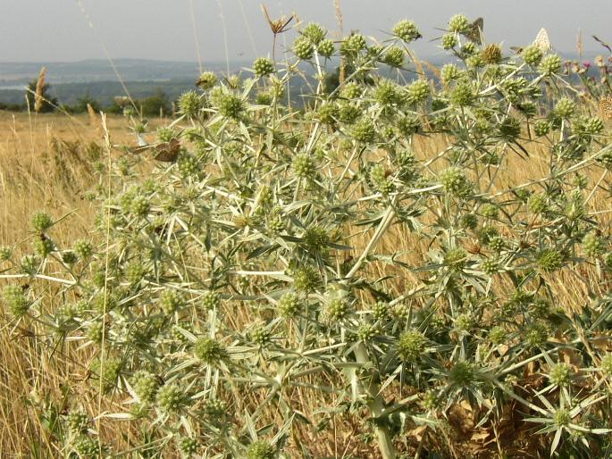 Eryngium campestre