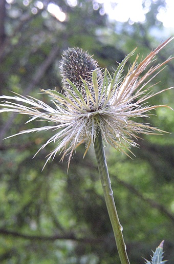 Eryngium alpinum