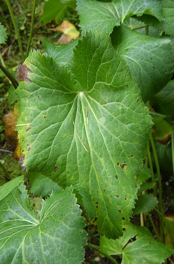 Eryngium alpinum