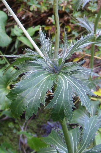 Eryngium alpinum