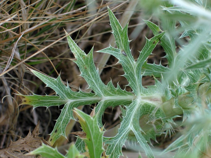 Eryngium campestre