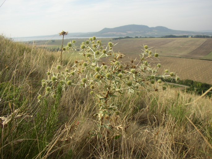 Eryngium campestre