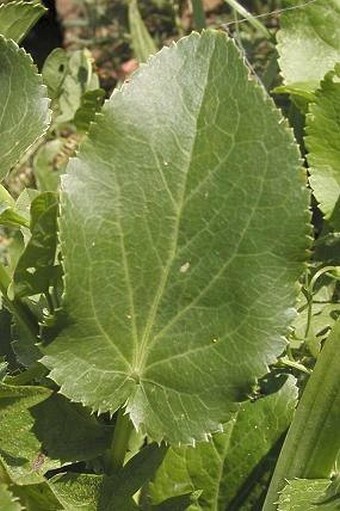 Eryngium planum