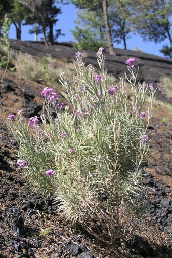 Erysimum caboverdeanum