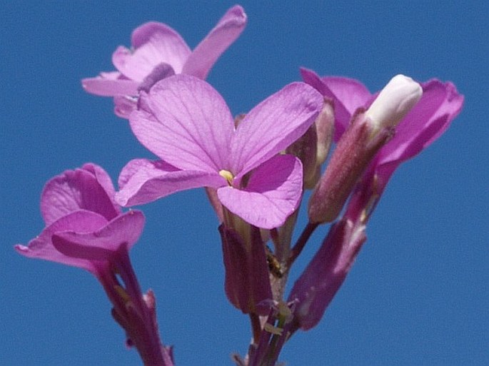 Erysimum caboverdeanum