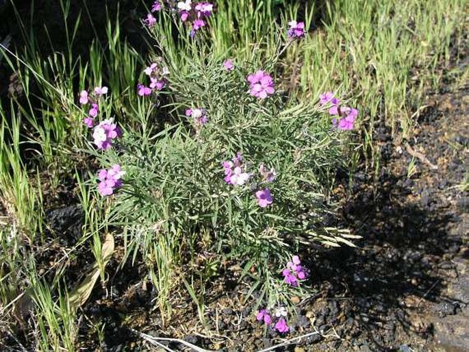 Erysimum caboverdeanum