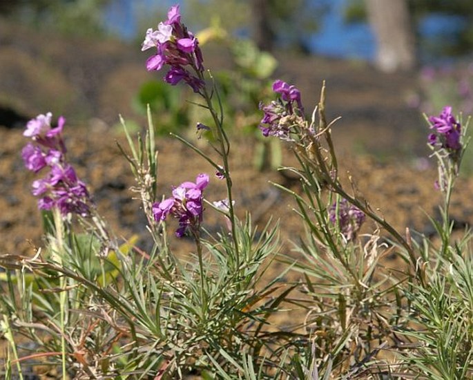 Erysimum caboverdeanum