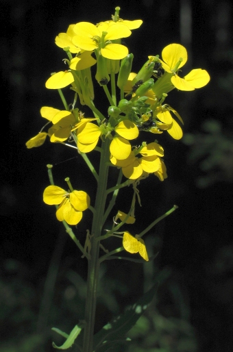 Erysimum odoratum